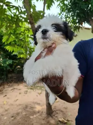 Shih Tzu Puppy