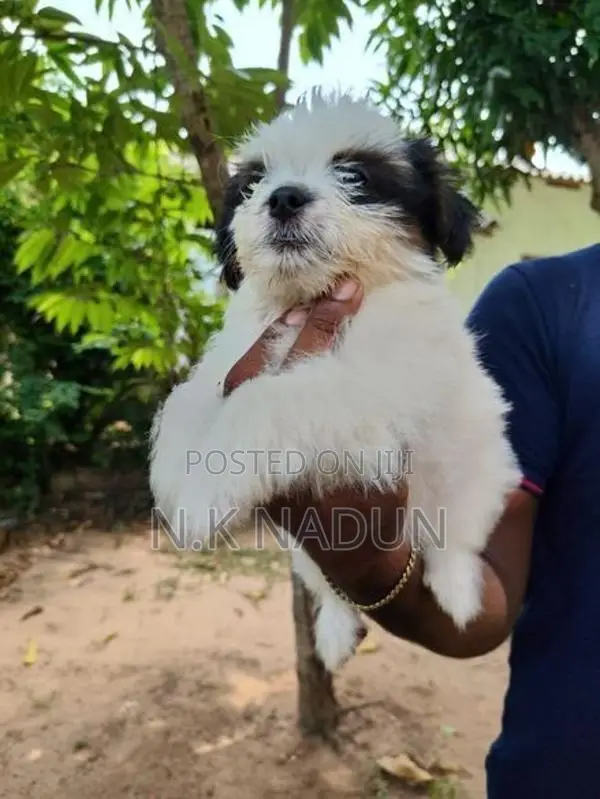 Shih Tzu Puppy