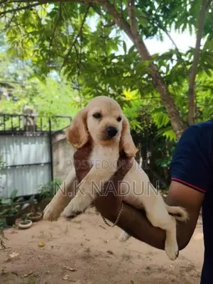 Cocker Spaniel Dogs
