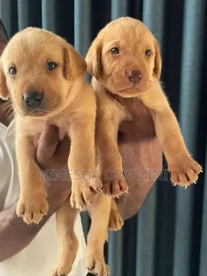 Labrador Puppies