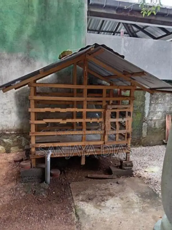 Dog Cage