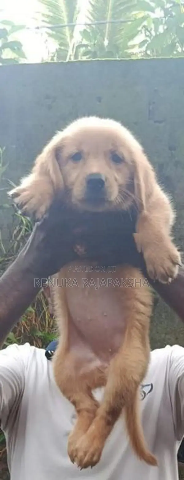Ckc - Golden Retriever