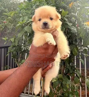 Lion Pomeranian