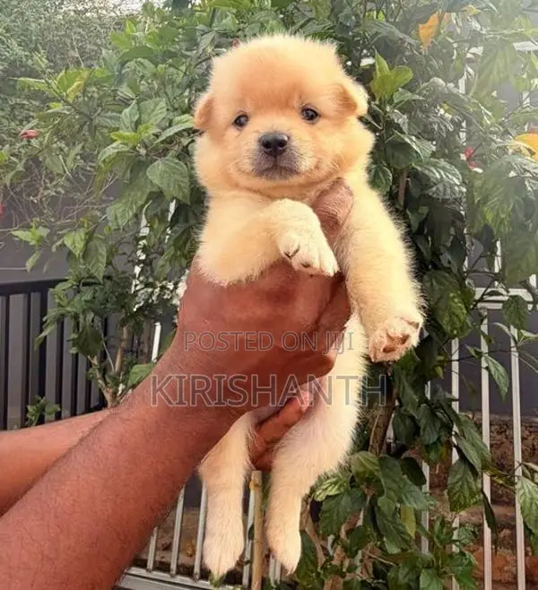 Lion Pomeranian