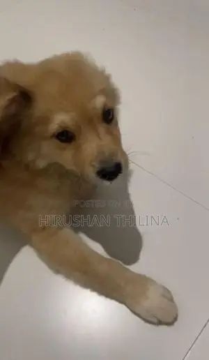 Lion Pomeranian Puppy