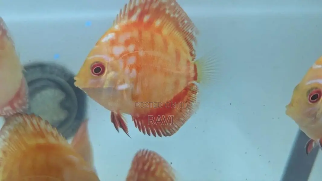 Red Panda Discus fish