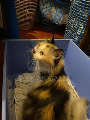Calico Female Cat