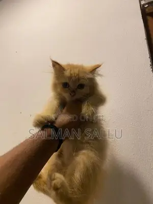 Persian Cat Ginger Female
