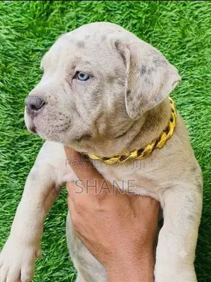 American Bully Puppies