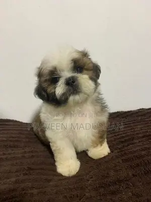 Shihtzu Puppies