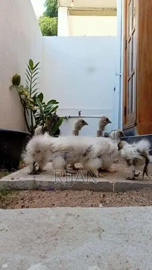 Silkie Chicken