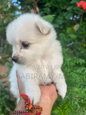 Pomeranian Puppy