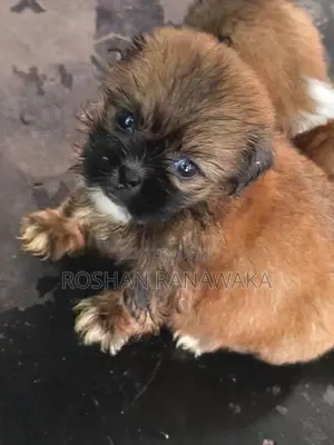 Shih Tzu Puppies