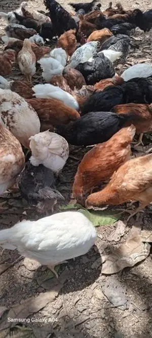 Country Chicks