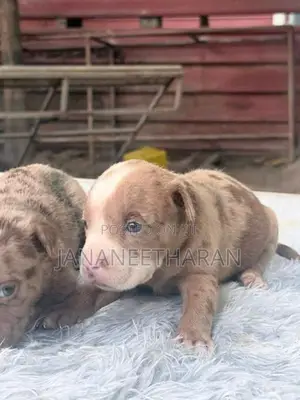 American Bully Puppies