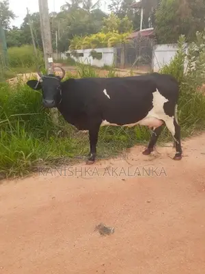 කිරි ගවයින්