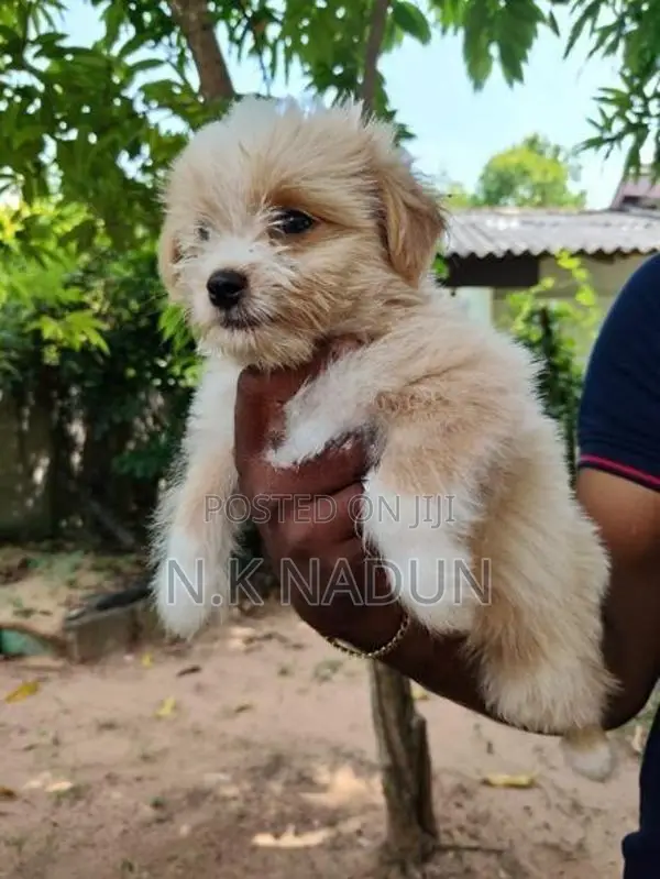 Shih Tzu Puppy
