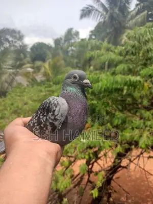 Timing Pigeons