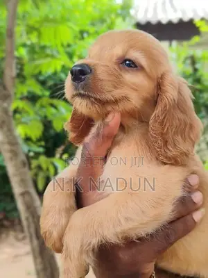Cocker Spaniel Dogs