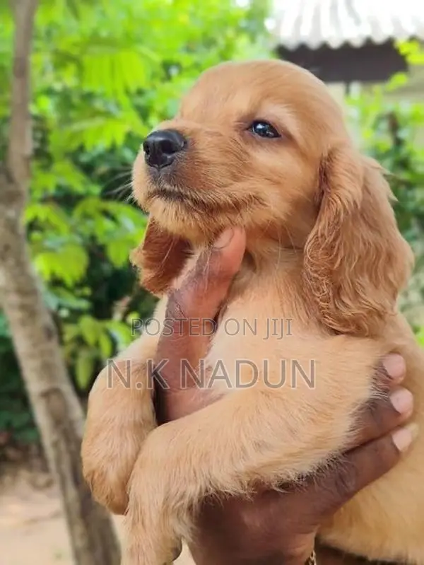 Cocker Spaniel Dogs