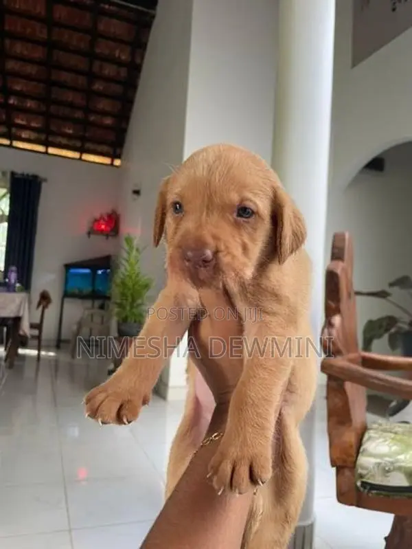 Labrador Puppies