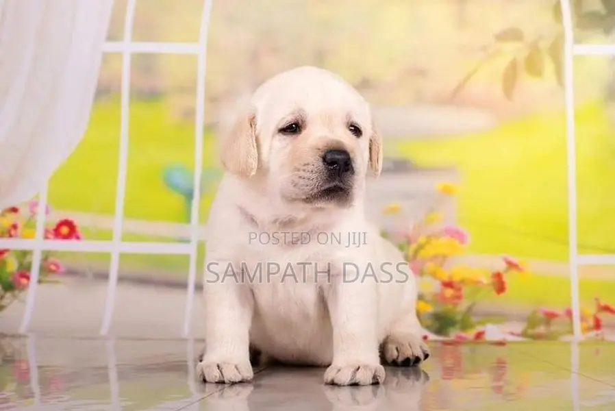 Labrador Puppies (Pure Breed)