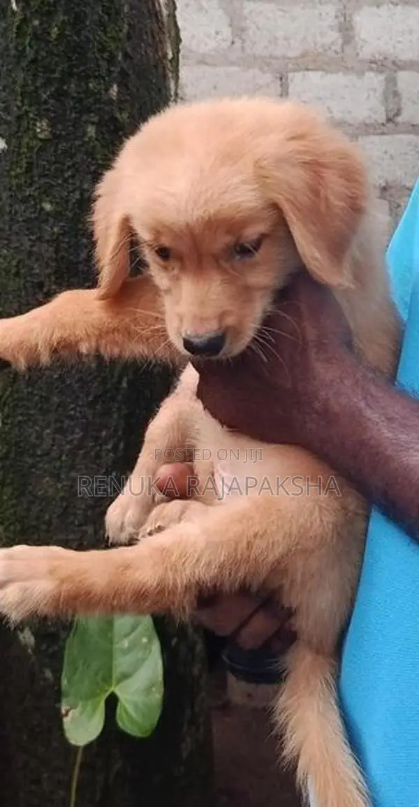Ckc - Golden Retriever