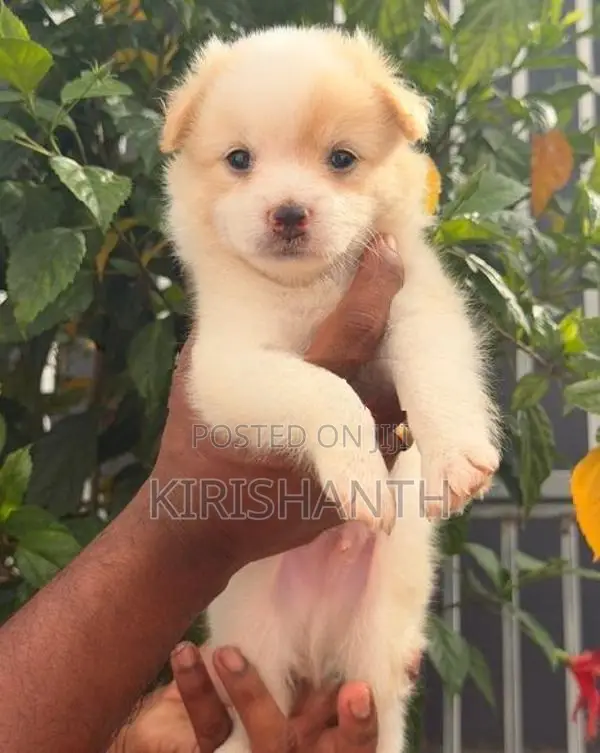 Lion Pomeranian
