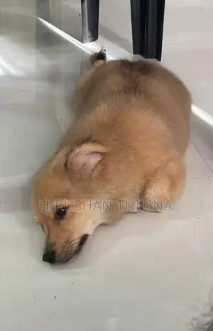 Lion Pomeranian Puppy
