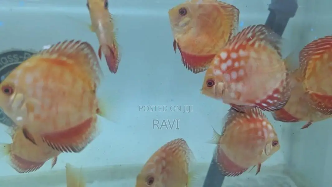Red Panda Discus fish