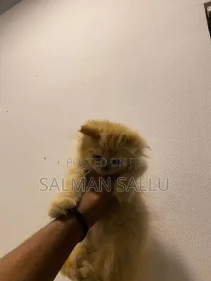 Persian Cat Ginger Female
