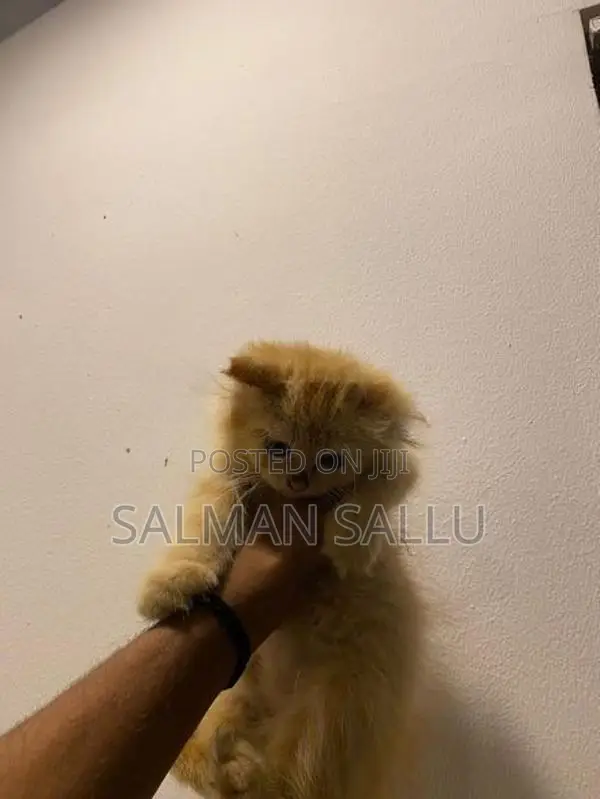 Persian Cat Ginger Female