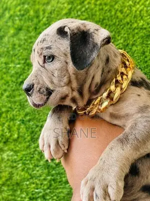 American Bully Puppies