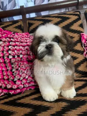 Shihtzu Puppies