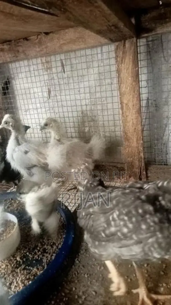 Silkie Chicken