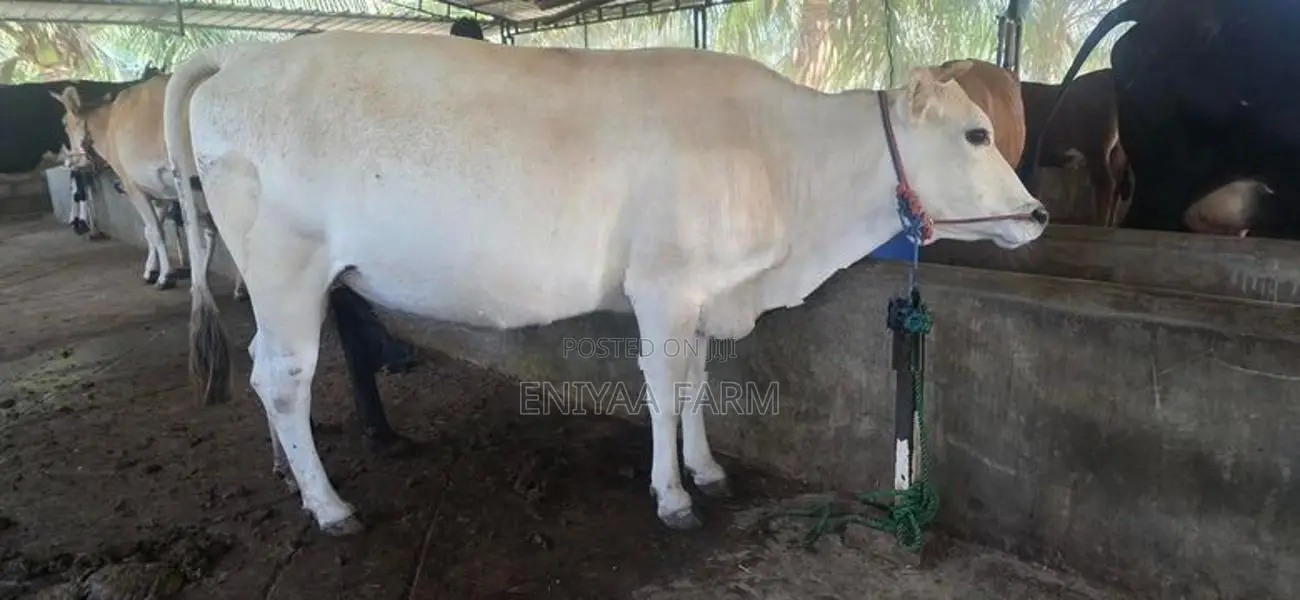 milking cow