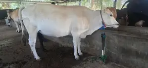 milking cow