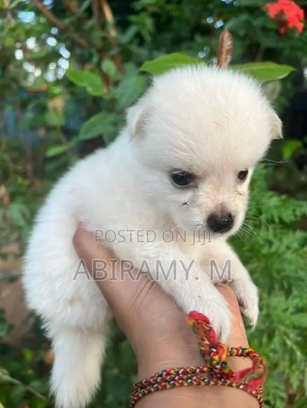 Pomeranian Puppy