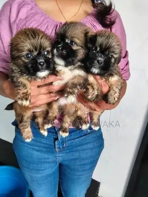 Shih Tzu Puppies