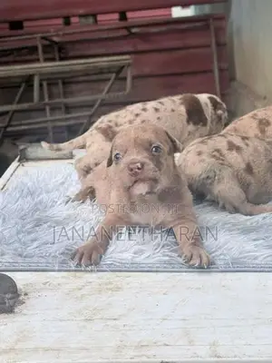 American Bully Puppies