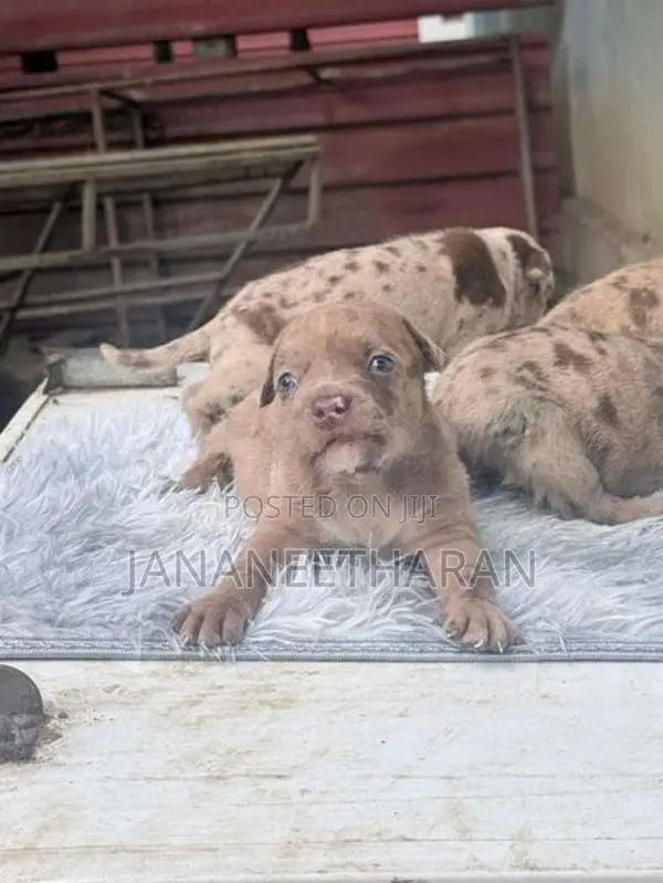 American Bully Puppies