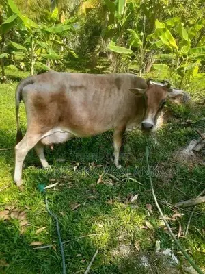 කිරි ගවයින්