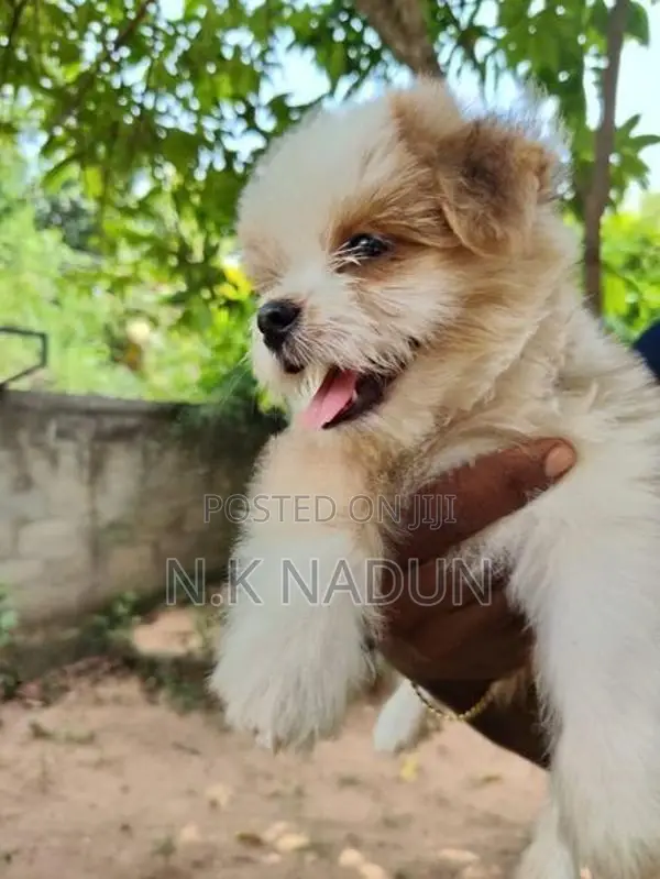 Shih Tzu Puppy