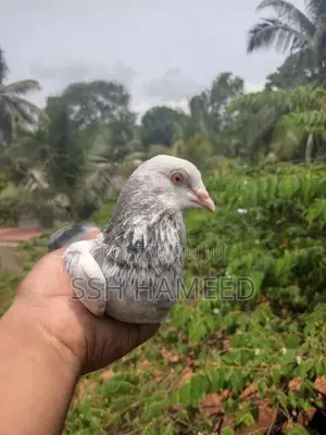 Timing Pigeons