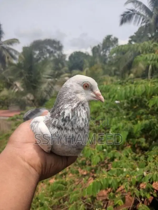 Timing Pigeons