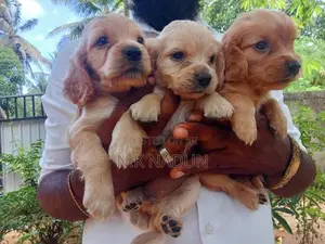 Cocker Spaniel Dogs