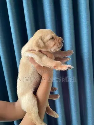 Labrador Puppies