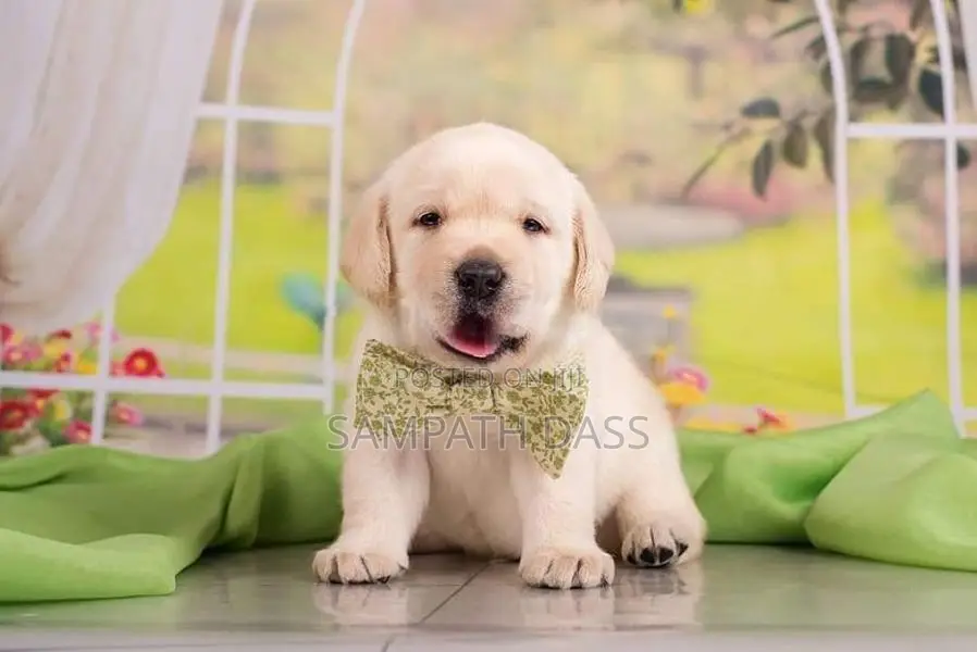 Labrador Puppies (Pure Breed)