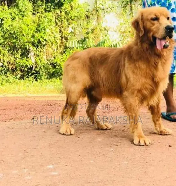 Ckc - Golden Retriever