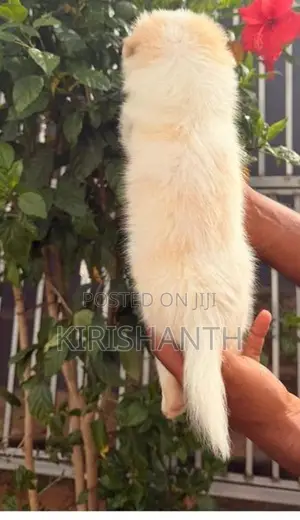 Lion Pomeranian